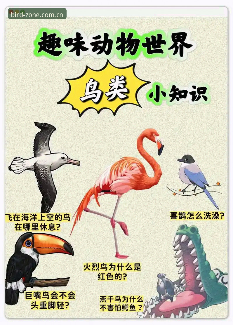 小鸟体育功能究竟有多强大?一文读懂它的核心价值与使用技巧